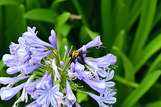 Macro of carpenter bee on purple agapanthus flower in Fukushima Japan