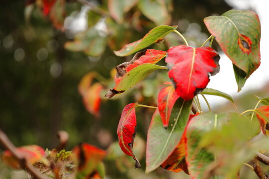 Wild pear tree leaves changing to vibrant red and green colors in autumn.