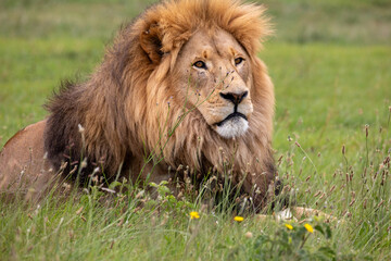 Portrait of a resting male lion with thick mane in green grass, Kruger National Park © photogallet