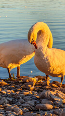 White swans at golden hour on the lakeshore © Marc Kunze