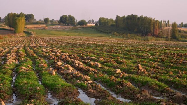 A tracking shot moving sideways across a freshly plowed field with water-filled furrows at golden hour. Capturing rural farmland preparation, agricultural irrigation, and countryside landscape