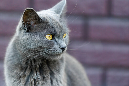 Grey cat with striking yellow eyes