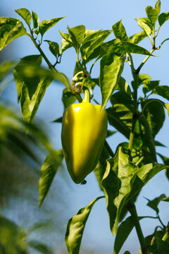 Bright yellow pepper hangs from green plant