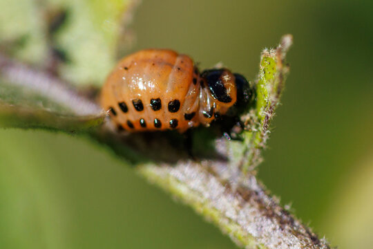 Close-up of a Colorado potato beetle larva on a green plant stem. An orange body with black spots; tiny legs clinging to the leaf surface. Natural garden setting, soft-focus background.