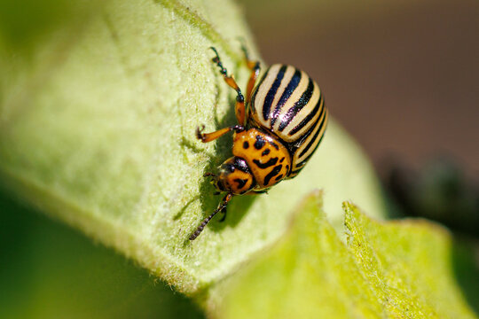 Striped Colorado potato beetle on green leaf