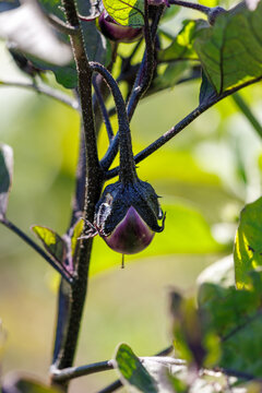 Purple eggplant hangs from vine, surrounded by green leaves