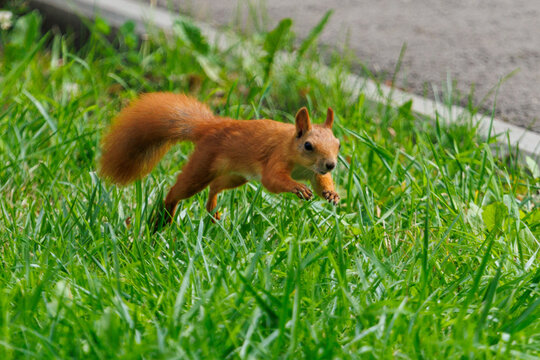 Red squirrel runs through green grass near pavement