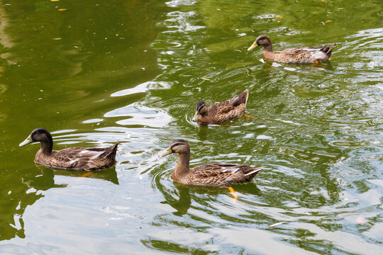 Four ducks swim calmly in green, rippling water