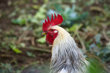 Enclosure with close-up of beautiful cock at Swiss village of Oberglatt on a cloudy autumn day. Photo taken October 18th, 2026, Zurich Oberglatt, Switzerland. © Michael Derrer Fuchs