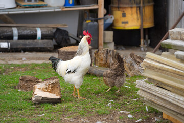 Enclosure with close-up of beautiful cock at Swiss village of Oberglatt on a cloudy autumn day. Photo taken October 18th, 2026, Zurich Oberglatt, Switzerland. © Michael Derrer Fuchs