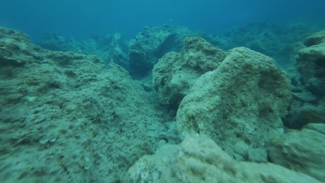 Underwater Rocks With Fish and Sea Urchins in Shallow Water