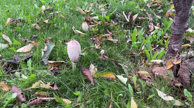 A few coprinus mushrooms grow near a decayed stump. Mycology. Ink cap