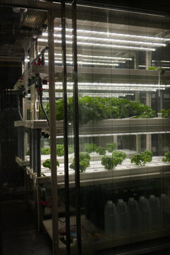 人工照明を用いた植物工場の屋内栽培プラント