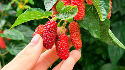Hand reaching for ripe red mulberries hanging from green leaves on a branch in a lush garden setting, showcasing fresh fruit ready for harvest © TatjanaMeininger