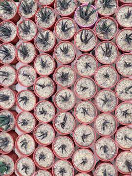 Overhead view of rows of small potted succulent aloe veras arranged closely together in a plant nursery, illustrating commercial cultivation, gardening supplies, and ornamental plant production.