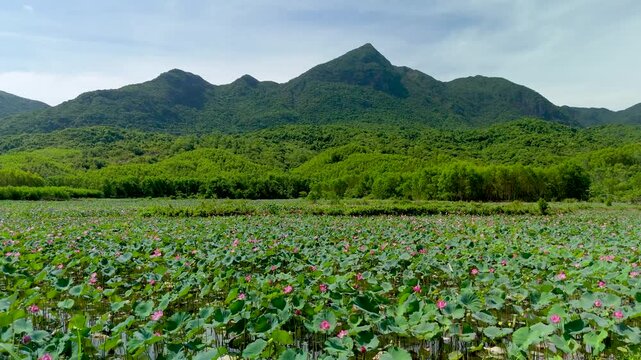 A broad lotus field stretches toward green hills on Son Tra in Da Nang, Vietnam, beneath a bright, lightly clouded daytime sky