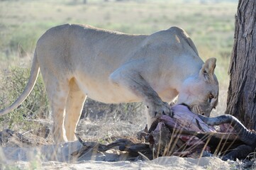 LIONESS (Felis leo )Desert lions feeding on red hartebeest in the Kalahari desert, South Africa  © wolfavni