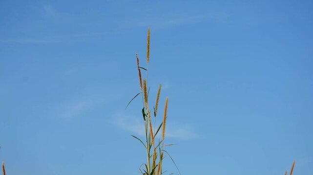 Foxtail Millet Grass and Green Foliage Against Blue Sky in Countryside