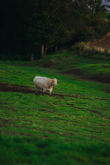 White cow grazing on a green pasture on a hill near a dark forest edge in evening light © Aleksandr Riabinin