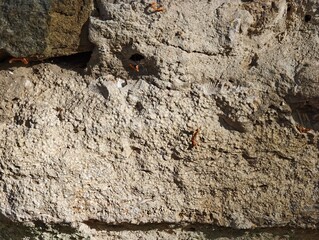 A macro shot of a beige sedimentary fossiliferous limestone stone wall showing tiny shell fossils, grainy porous structure, and ancient natural rock surface texture. © Oleksandr