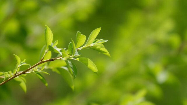 Green leaves sway gently on slender diagonal branch in bright sunlight, with translucent foliage and visible veins against softly blurred greenery and open space on right