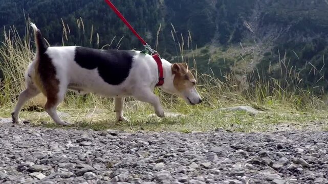 Parallel low angle tracking shot of a Jack Russell Terrier dog walking fast on a red leash, pedigree pet moving along the edge of an asphalt mountain road outdoors in Bulgaria scenery
