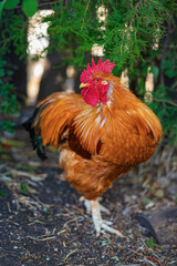 Golden Brown Rooster with Red Comb Standing Outdoors in Farmyard. Vivid rooster with bright feathers stands on soil beneath evergreen branches. Rooster portrait against softly blurred green foliage © svetlanais