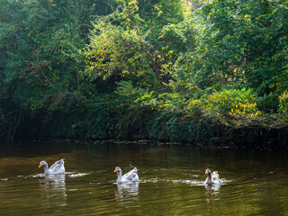 Three geese swimming in the lake during autumn, a peaceful and serene atmosphere. Autumn nature theme. © Okan ÖZDEMİR