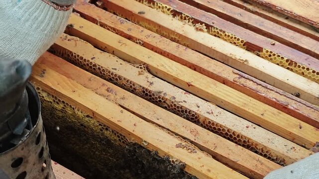 Beekeeper using a metal smoker equipment to blow smoke into an open wooden beehive box filled with honeycombs, calming flying honey bees during apiary maintenance process.