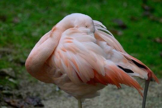 close up of pink flamingo