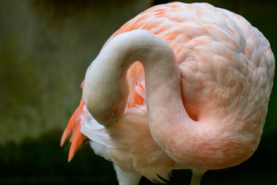 close up of a flamingo