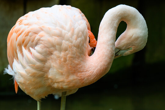 close up of a flamingo