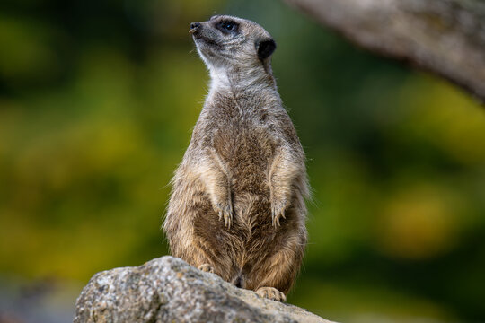 meerkat family playing in the expanse of Africa