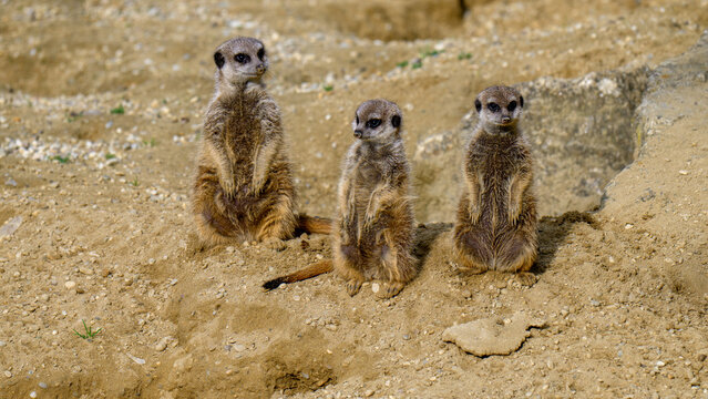 meerkat family playing in the expanse of Africa