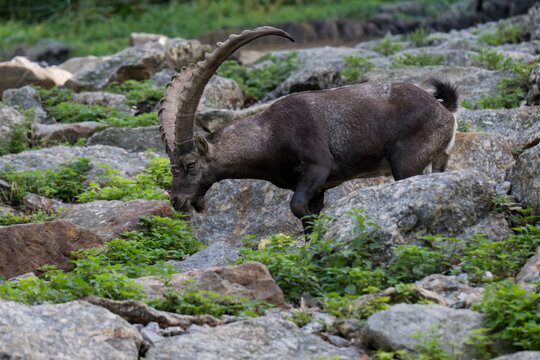 Ibex