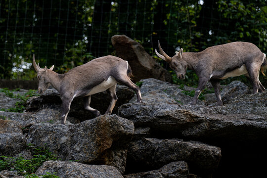 Ibex