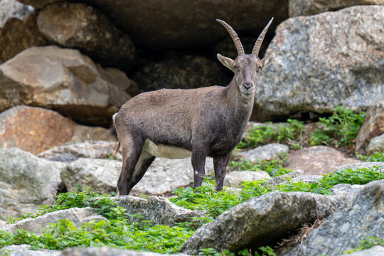 Ibex