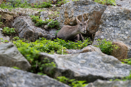 Ibex