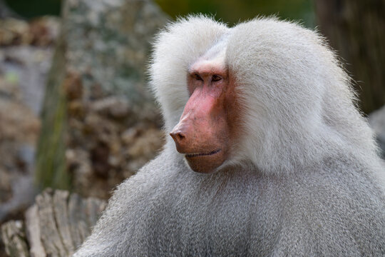 Mantled Baboon