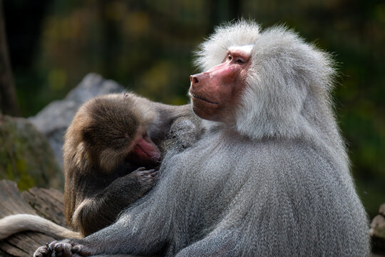 Mantled Baboon