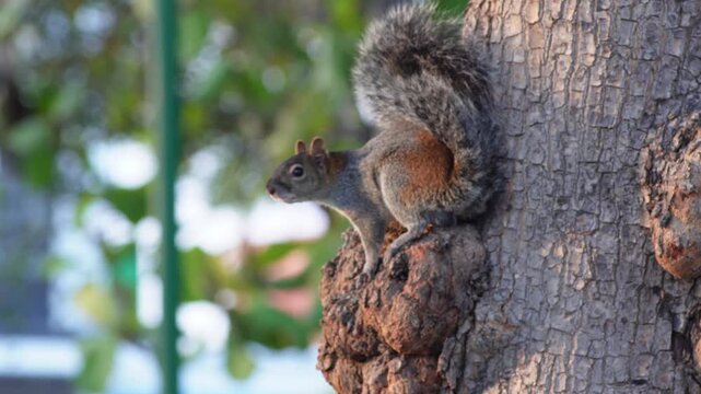 Squirrel Climbing a Tree Trunk in an Urban Garden