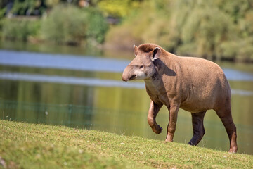 Tapir in a clearing © Janusz