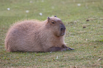 Capybara resting in a clearing © Janusz