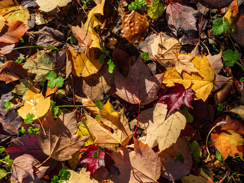 Top view texture of colorful fallen maple leaves and purple crocus flowers on the forest floor in autumn. Themed around autumn nature, ecotherapy and mental wellness.
