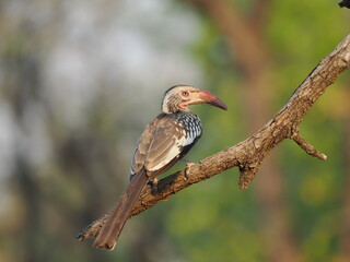 red billed hornbill © Jennifer de Montfort