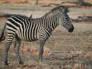 Zebra in Mana Pools © Jennifer de Montfort