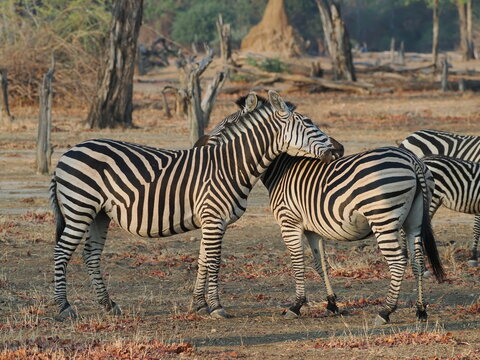 Zebra in Mana Pools