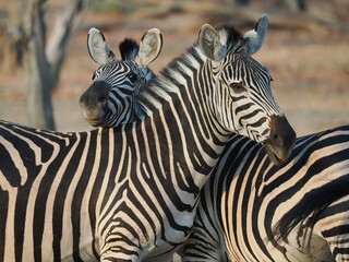 Zebra in Mana Pools © Jennifer de Montfort