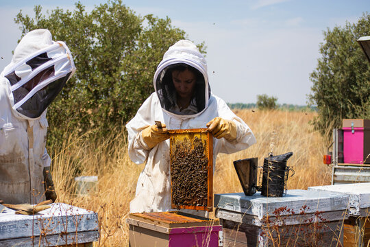 Beekeepers checking honeycomb frames for honey production