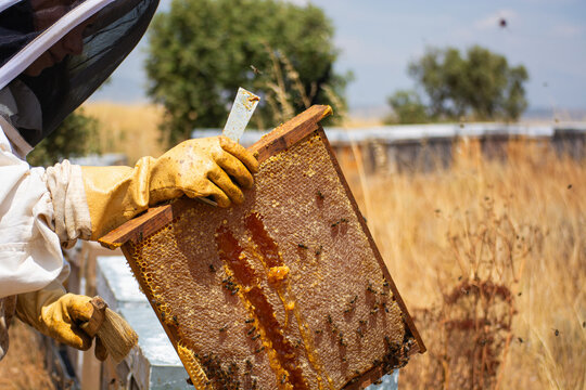 Beekeeper holding honeycomb frame harvesting natural honey